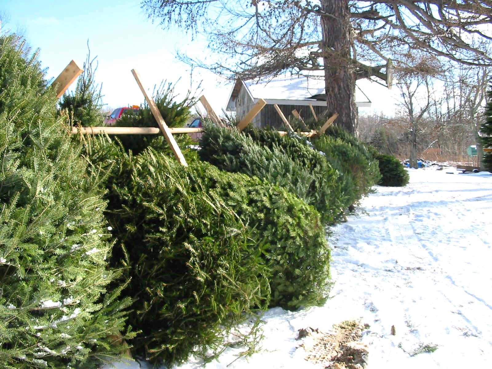 pre-cut Christmas trees