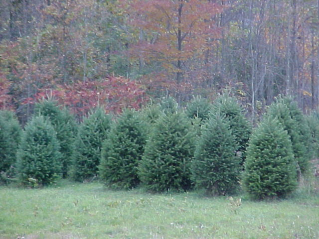 pictures of Christmas trees